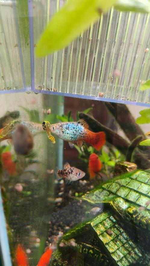 Jonge Platy visjes en torenslakjes, Dieren en Toebehoren, Vissen | Aquariumvissen, Zoetwatervis, Vis
