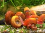 Escargot aquarium à donner