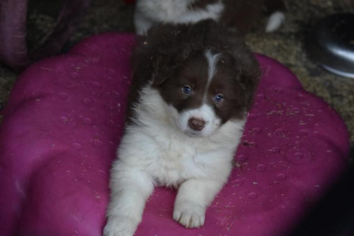 Border collie pups, nog 3 reutjes beschikbaar, Dieren en Toebehoren, Honden | Herdershonden en Veedrijvers, Meerdere dieren, Collie