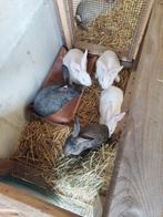 Konijn, Dieren en Toebehoren, Konijnen