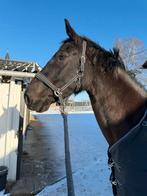 Navaria 7 jaar groen maar met potentie, Dieren en Toebehoren, Paarden, Merrie, Springpaard, Met stamboom, Zadelmak