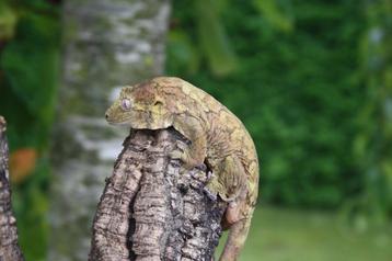 Chahoua gecko mainland 1.0, Lézard, Domestique, 3 à 6 ans