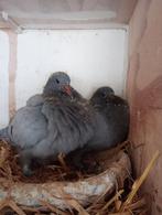 Koppel jongen 2026, Dieren en Toebehoren, Vogels | Duiven