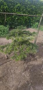 Kerstboom abiës, Tuin en Terras, Ophalen