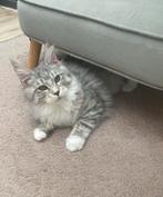 Maine coon, Dieren en Toebehoren, Poes, Gechipt, 0 tot 2 jaar