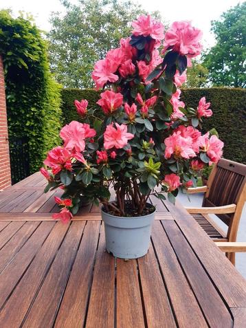 Azalea Japonica.  beschikbaar voor biedingen