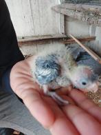 Callopsite te koop, Dieren en Toebehoren