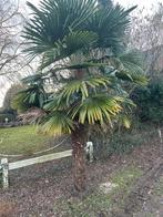 Mooie grote palmboom, Tuin en Terras, Ophalen, Palmboom