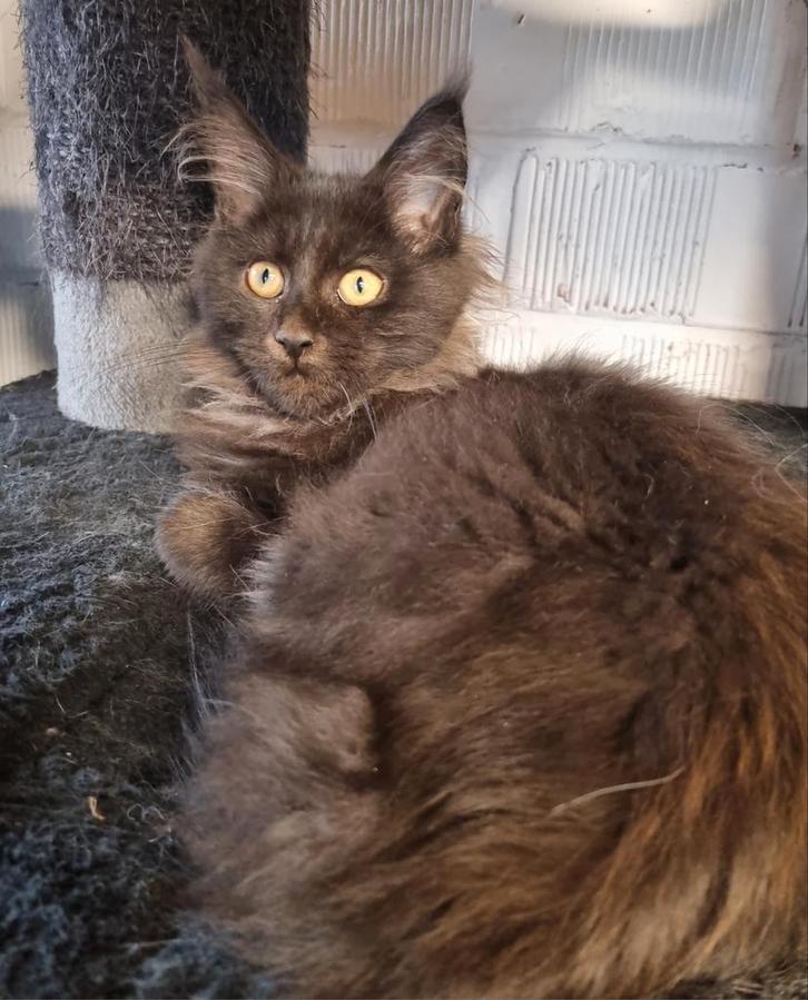 Maine Coon Poesje, Dieren en Toebehoren, Katten en Kittens | Raskatten | Langhaar, Poes, 0 tot 2 jaar, Ontwormd