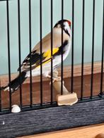 distelvink, Mâle, Oiseau chanteur sauvage