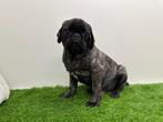 Mopshond pups, België, Overige rassen, 8 tot 15 weken, CDV (hondenziekte)