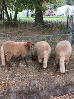 Ramlam van april, Mannelijk, Schaap, 0 tot 2 jaar