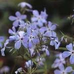 Phlox Clouds of Parfume, Tuin en Terras, Ophalen
