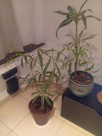 2 planten met pot beschikbaar voor biedingen