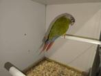 Pyrrhura, Dieren en Toebehoren, Geslacht onbekend, Parkiet