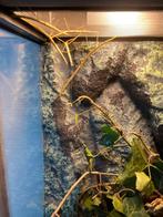 Indische wandelende takken, Phasme