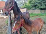 Merrieveulen  15 maanden kruist Apalossa x Irisch Cob, Dieren en Toebehoren, Paarden, Merrie, Niet van toepassing, Minder dan 160 cm