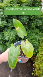 Philodendron Paraiso Verde, Huis en Inrichting, Ophalen of Verzenden
