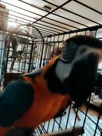 Super tamme Geel blauwe Ara pop, Dieren en Toebehoren, Vogels | Parkieten en Papegaaien, Tam