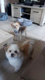 Hondenoppas, Dieren en Toebehoren