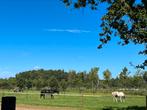 Stalling met weidegang, Dieren en Toebehoren, Stalling en Weidegang, Stalling