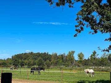Stalling met weidegang beschikbaar voor biedingen