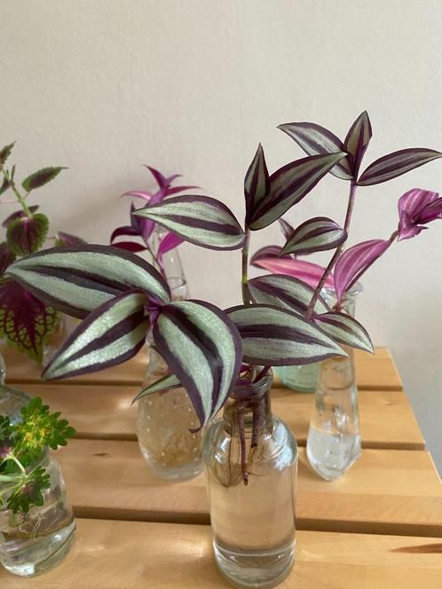 Eigen kweek, 1-2 euro/st, siernetel, graslelie, tradescantia, Huis en Inrichting, Kamerplanten, Overige soorten, Minder dan 100 cm