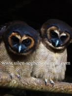 Roofvogels uilen, Dieren en Toebehoren, Vogels | Overige Vogels, Meerdere dieren, Roofvogel, Geringd