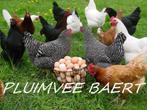 jeunes poules de 13 races différentes 0499082381, Poule ou poulet, Femelle
