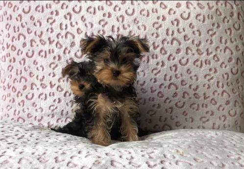 Yorkshire terrier pup reutje, Dieren en Toebehoren, Honden | Jack Russells en Terriërs, Reu, Yorkshire Terriër, Fokker | Professioneel
