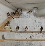 Lot parva 2025, Dieren en Toebehoren, Meerdere dieren, Wildzangvogel, Geringd