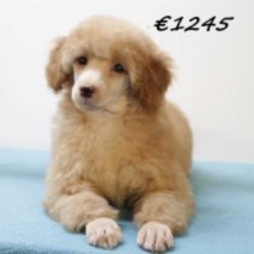 Chiots Caniche Nain à vendre – vifs, malins et adorables !, 15 semaines à 1 an, Caniche, Parvovirose, Plusieurs animaux