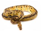 Python Regius - Clown (mâle), Animaux & Accessoires, Reptiles & Amphibiens, Serpent, Domestique