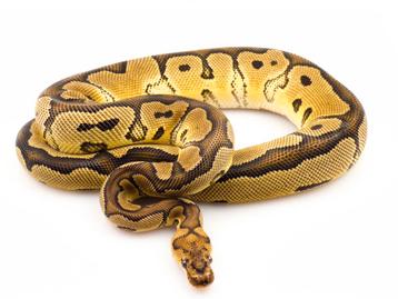 Python Regius - Clown (mâle) 