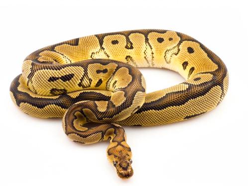 Python Regius - Clown (mâle), Animaux & Accessoires, Reptiles & Amphibiens, Serpent, Domestique