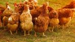 Jeunes poules pondeuses brunes, prêtes à pondre, Poule ou poulet, Femelle