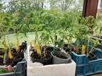 plants de tomates, Tuin en Terras, Planten | Tuinplanten, Ophalen