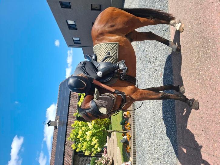 Paard te koop, Dieren en Toebehoren, Paarden, Ruin