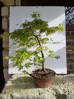 Japanse esdoorn bonsai, Ophalen