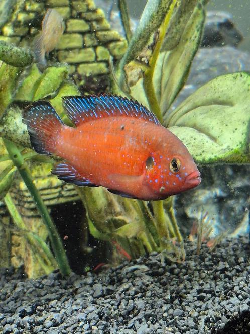 Rode acara, Dieren en Toebehoren, Vissen | Aquariumvissen