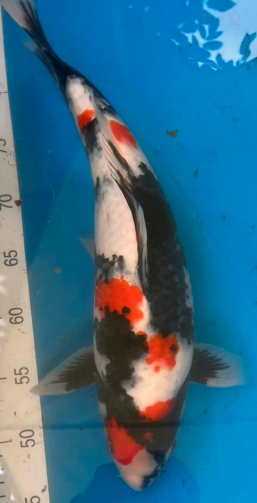 Showa van Maruhiro, Dieren en Toebehoren, Vissen | Vijvervissen, Karper of Koi
