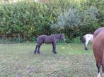 Trekpaard hengst veulen, Dieren en Toebehoren, Paarden, Hengst, Gechipt, 0 tot 2 jaar