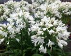 Agapanthus Africanus in wit en blauw, Zomer, Vaste plant, Ophalen