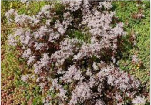 24 Sedum album, witte muurpeper p9, Tuin en Terras, Planten | Tuinplanten, Vaste plant, Bodembedekkers, Volle zon, Zomer, Ophalen
