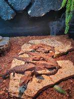 Ophalen Houten September - Baby Australische Blauwtong Skink, Dieren en Toebehoren, Hagedis, Tam, 0 tot 2 jaar