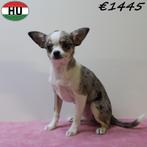 Chihuahua pups – dapper én lief, Dieren en Toebehoren, 15 weken tot 1 jaar, Handelaar, Buitenland, CDV (hondenziekte)