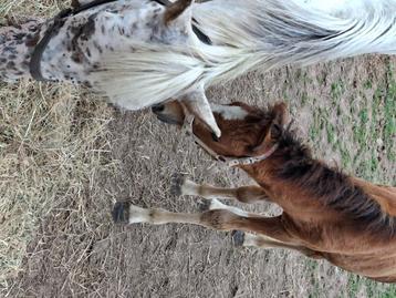 Jument apaloosa leopard (onc)+ pouliche taille e et d disponible aux enchères