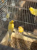 Kanaries 2025 – Gezond en in topconditie, Dieren en Toebehoren, Meerdere dieren, Kleurkanarie