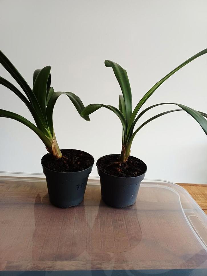 Clivia Miniata, Huis en Inrichting, Kamerplanten, Ophalen of Verzenden