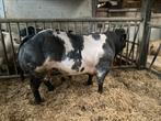 Jonge dekstieren, Dieren en Toebehoren, Runderen, Mannelijk, 0 tot 2 jaar